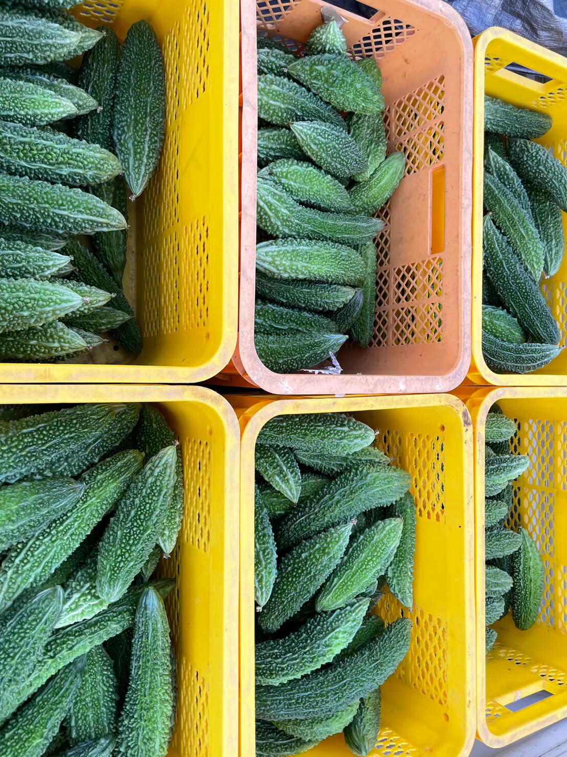 農園の収穫物